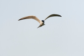 Gull-billed Tern, Gelochelidon nilotica