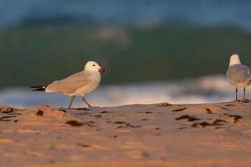 Audouin's Gull, Ichthyaetus audouinii