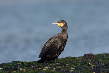 Great Cormorant, Phalacrocorax carbo