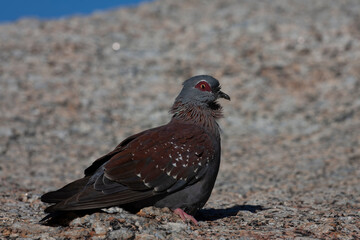 Speckled Pigeon, Columba guinea phaeonota