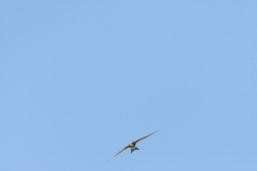 Alpengierzwaluw, Alpine Swift, Apus melba