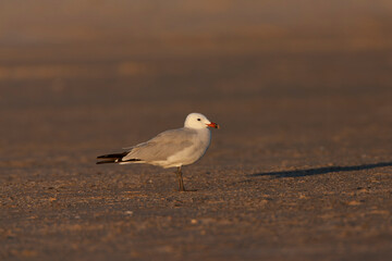 Audouin's Gull, Ichthyaetus audouinii