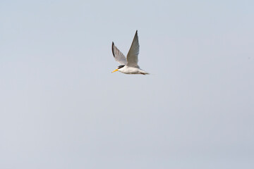 Obraz premium Little Tern, Sternula albifrons