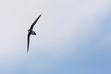 Alpengierzwaluw, Alpine Swift, Apus melba