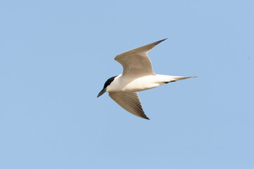 Gull-billed Tern, Gelochelidon nilotica