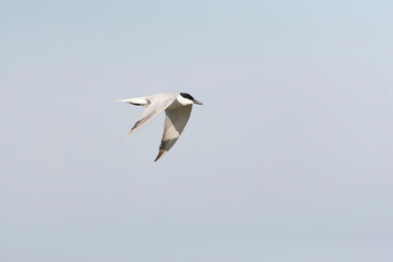 Gull-billed Tern, Gelochelidon nilotica