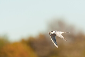Forster's Tern, Sterna forsteri