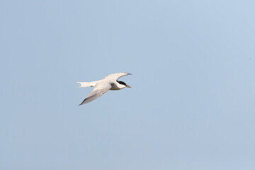 Fototapeta na wymiar Gull-billed Tern, Gelochelidon nilotica
