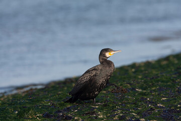 Great Cormorant, Phalacrocorax carbo