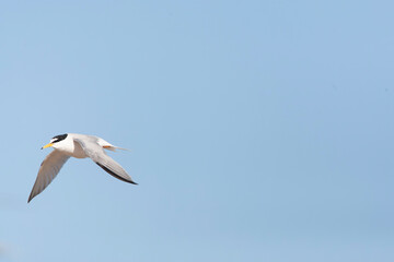 Little Tern, Sternula albifrons