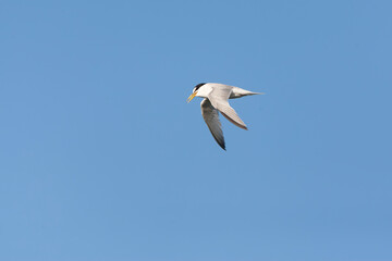 Little Tern, Sternula albifrons