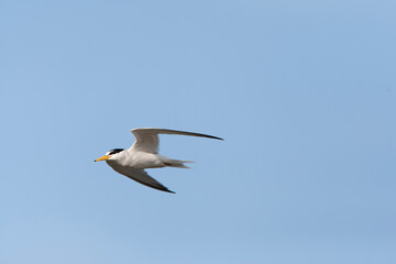 Little Tern, Sternula albifrons