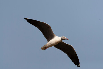 African Grey-headed Gull, Chroicocephalus cirrocephalus poliocephalus