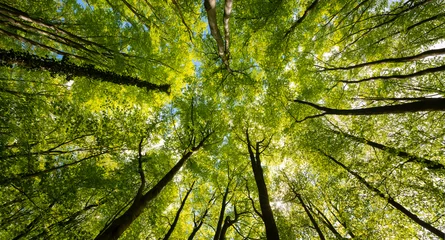 Keuken spatwand met foto Treetop panorama of beech (fagus) and oak (quercus) trees in a german forest in Hemer Sauerland on a bright sping day with fresh green foliage, seen from below in frog perspective with wide angle. © ON-Photography