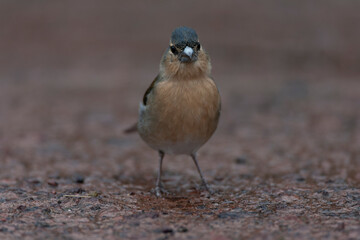 Azores Chaffinch, Fringilla coelebs moreletti