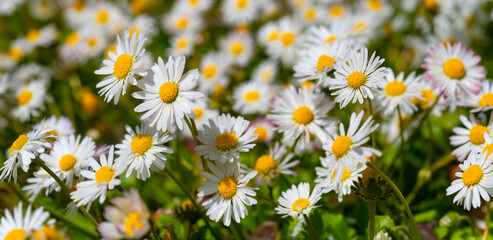 Common daisy (Bellis perennis)  flowers with white petals and yellow stamens. Meadow panorama with dozens of blooming lawn daisies on a spring day in Iserlohn Sauerland Germany. Macro close up.