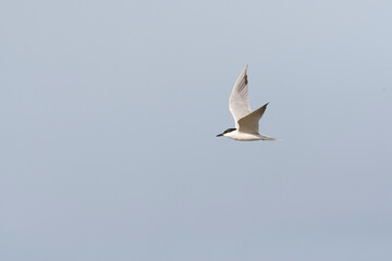 Gull-billed Tern, Gelochelidon nilotica
