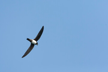 Alpengierzwaluw, Alpine Swift, Apus melba