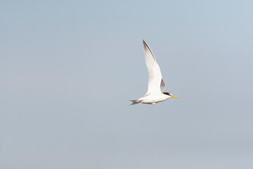Little Tern, Sternula albifrons