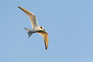 Forster's Tern, Sterna forsteri