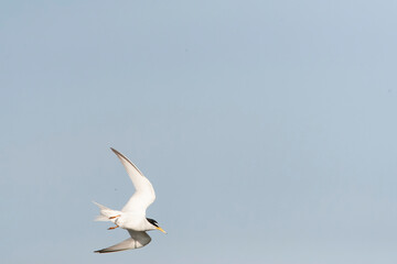 Little Tern, Sternula albifrons