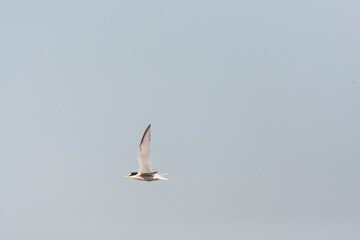Little Tern, Sternula albifrons
