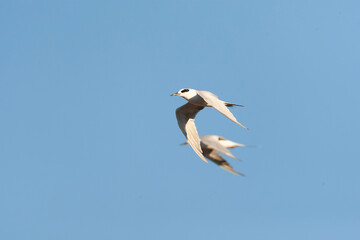 Forster's Tern, Sterna forsteri