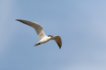 Gull-billed Tern, Gelochelidon nilotica