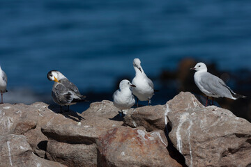Greater Crested Tern, Thalasseus bergii