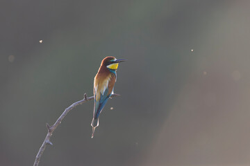 European Bee-eater, Merops apiaster