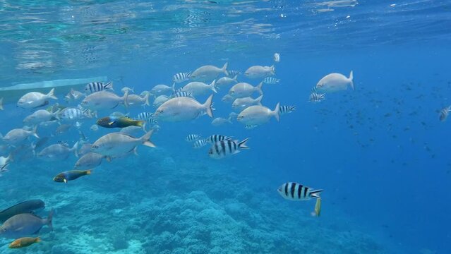 Underwater Shot Of Colorful Marine Fishes In Crystal Clear Ocean  - underwater shot