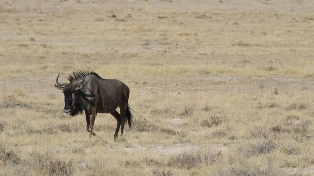 Single Black Wildebeest Walking In The African Savannah. - wide shot