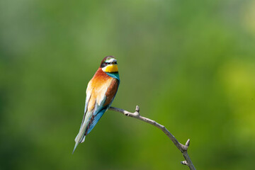 European Bee-eater, Merops apiaster
