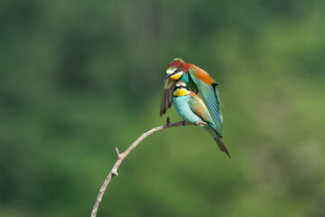European Bee-eater, Merops apiaster