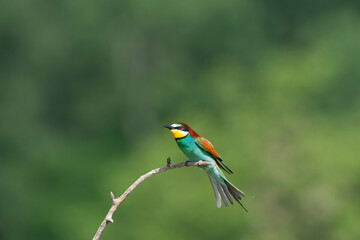European Bee-eater, Merops apiaster