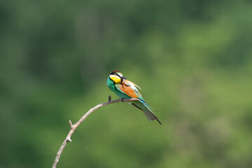 European Bee-eater, Merops apiaster