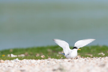 Little Tern, Sternula albifrons