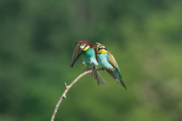 European Bee-eater, Merops apiaster