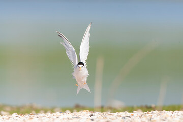 Little Tern, Sternula albifrons
