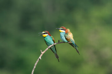 European Bee-eater, Merops apiaster