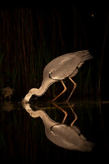 Grey Heron, Ardea cinerea