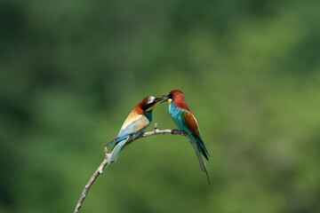 European Bee-eater, Merops apiaster