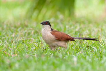 Senegal coucal, Centropus senegalensis senegalensis