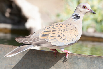 European Turtle Dove, Streptopelia turtur