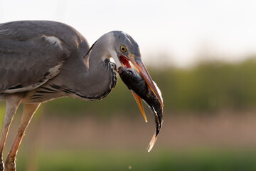 Grey Heron, Ardea cinerea