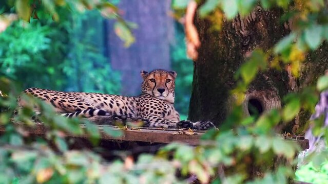 Stunning HD footage of a wild leopard resting in the nature under the tree. It is posing in beautiful sunny day light. Amazing leopard in the nature habitat. Wildlife scene with dangerous beast.