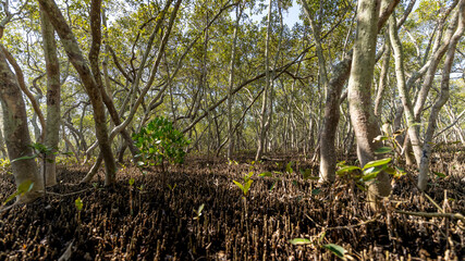 Wynnum Mangrove Boardwalk in Brisbane, Queensland