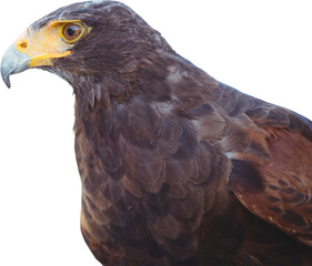 Digital png photo of brown eagle looking on transparent background