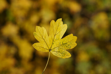 Closeup yellow autumn leaf of a hedge of field maple (Acer campestre) with a blurred hedge in...
