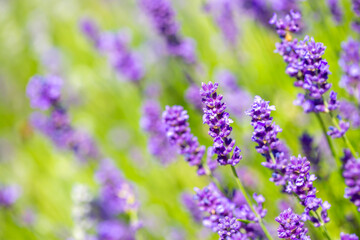 Spring lavender flowers under sunlight. Lilac flowers close up. Beautiful landscape of nature with a panoramic view. Hi spring. long banner